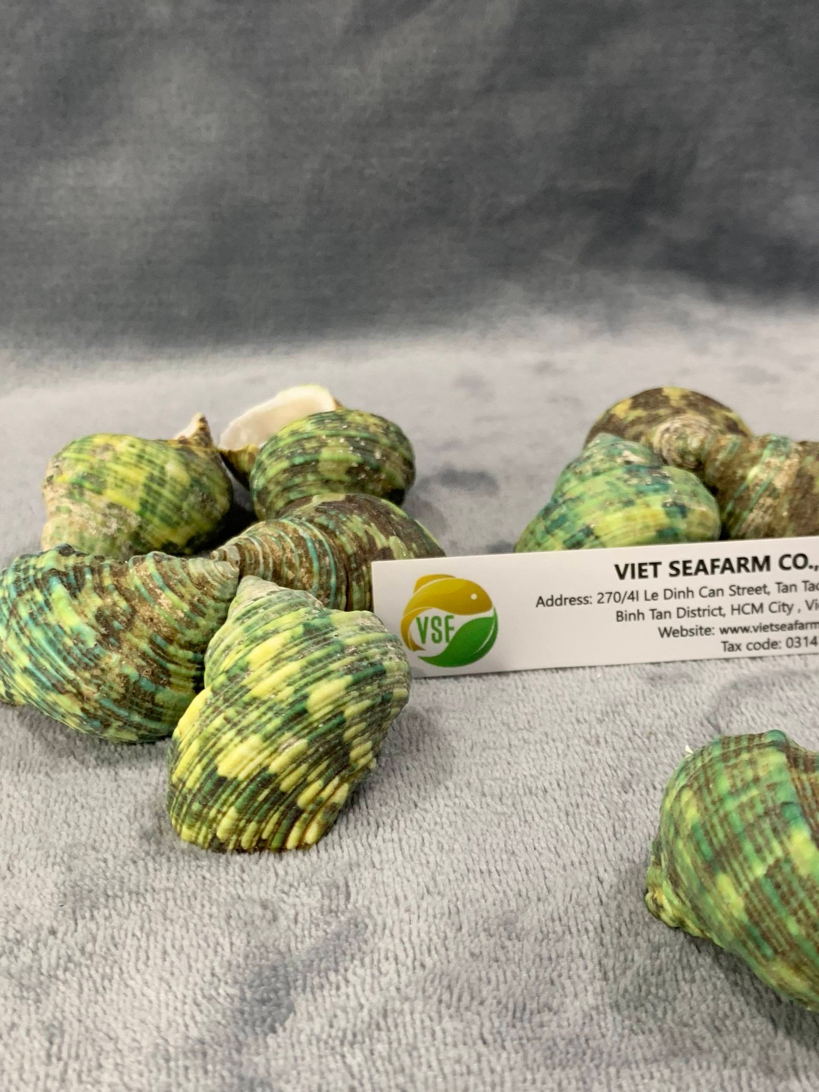 Green Conch Polyfoam Seashell 5-6cm Size Vietnam Origin Premium Quality Competitive Wholesale Prices Decoration Photography Use