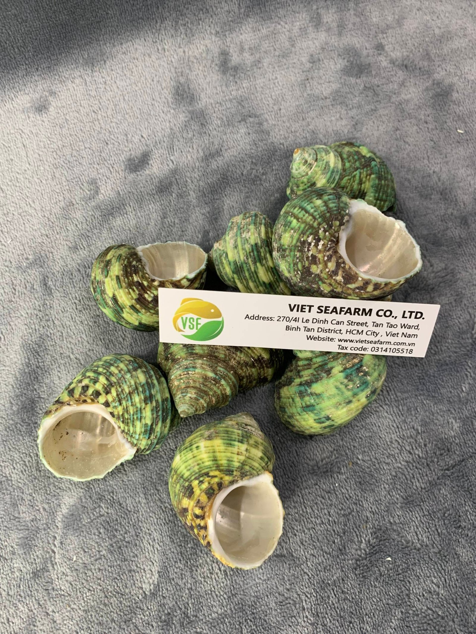 Green Conch Polyfoam Seashell 5-6cm Size Vietnam Origin Premium Quality Competitive Wholesale Prices Decoration Photography Use