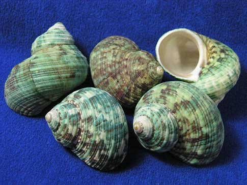 Green Conch Polyfoam Seashell 5-6cm Size Vietnam Origin Premium Quality Competitive Wholesale Prices Decoration Photography Use