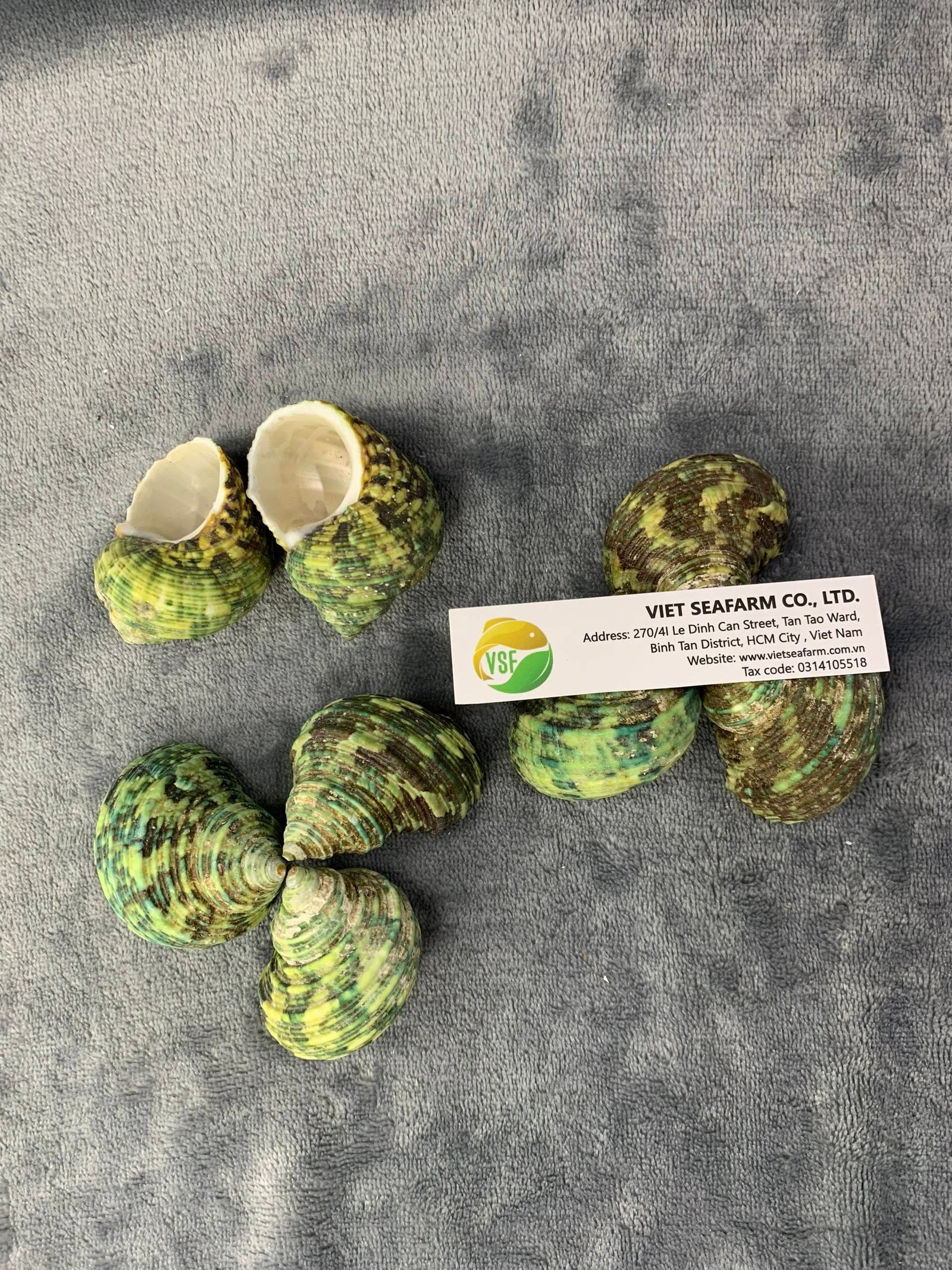 Green Conch Polyfoam Seashell 5-6cm Size Vietnam Origin Premium Quality Competitive Wholesale Prices Decoration Photography Use