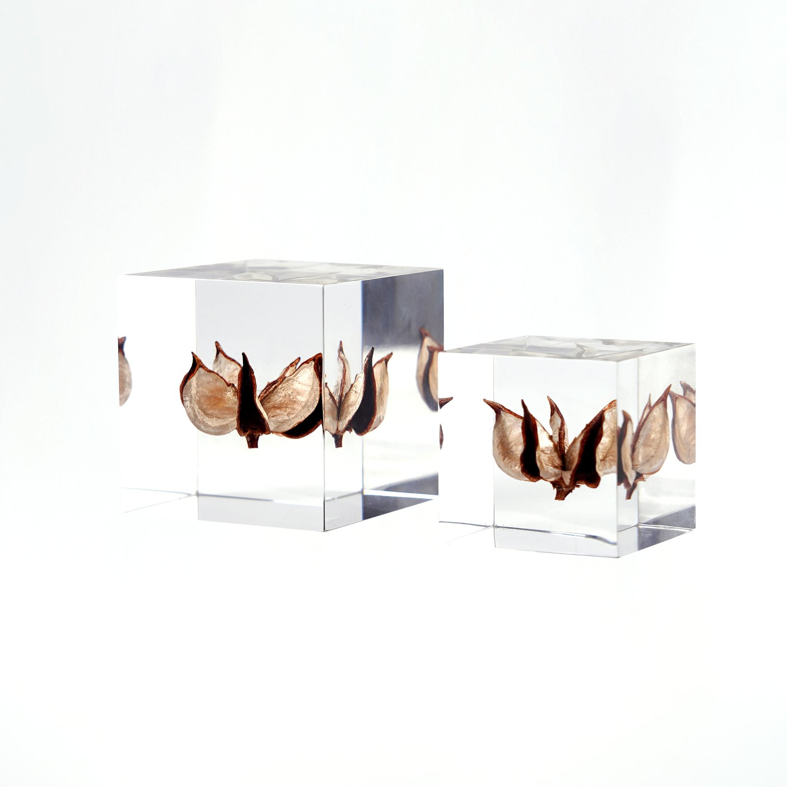 2.36*2.36 Inch Cube Specimen Clear Acrylic Seed Embedding Home Decoration Creative Nature Paperweight Artifact Block Decoration